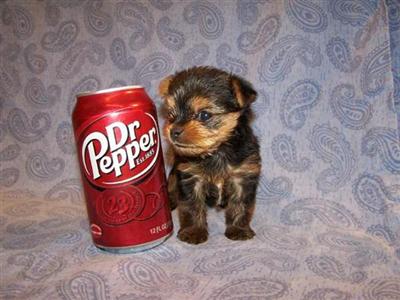 AKC Tiny Teacup Yorkshire Terrier 